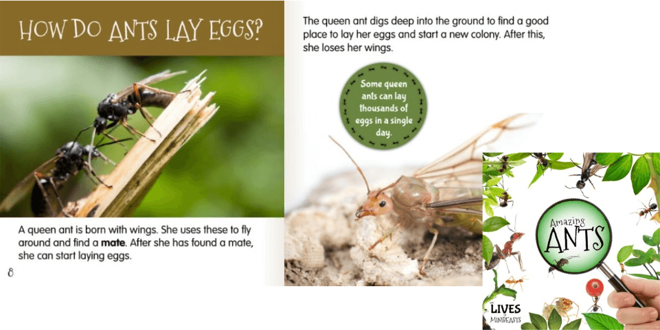 Gardening books for children - Amazing Ants